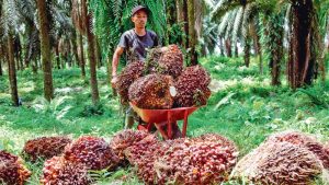 Países de Asia restringen la exportación de aceites, trigo y pollos y elevan su precio