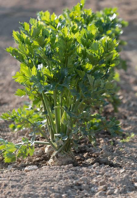 Apium graveolens, llamado comúnmente apio, es una especie perteneciente a la familia de las apiáceas y está presente en todo el mundo. Foto: Pixabay