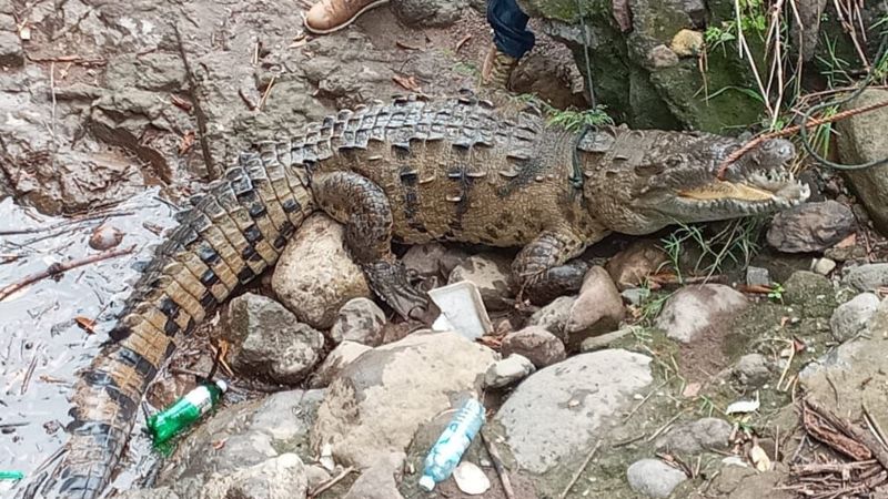 Atrapan a cocodrilo que atemorizaba en Santa Rosa de Lima - Noticias de El  Salvador