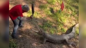 Un anciano se defendió de un cocodrilo con un sartén y se vuelve viral