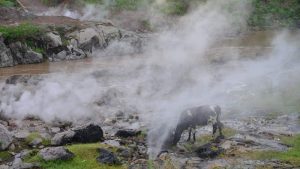 El embalse de El Chaparral amenaza a más de 60 especies