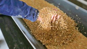 cereales en rusia y ucrania