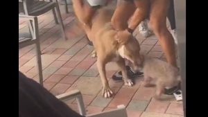 IMÁGENES SENSIBLES: Pitbull ataca a un chihuahua en un restaurante Pet Friendly