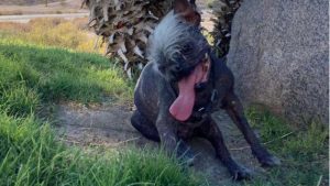 Fotos: “Mr. Happy Face” fue nombrado el perro más feo del mundo