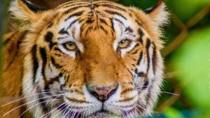 ¿Cómo es la reserva natural evaluada para albergar a animales del zoológico?