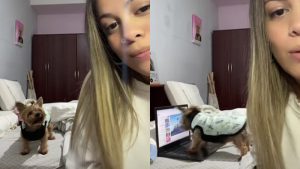 55 millones de reproducciones a perrita que sabe usar una computadora en TikTok