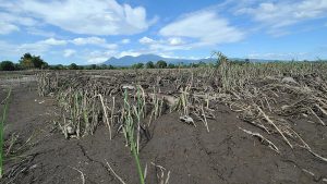 Lluvias por tormenta Bonnie dañaron cultivos en la zona costera de El Salvador, reportan productores
