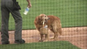 VIRAL: Un perrito aguador causa ternura en redes sociales