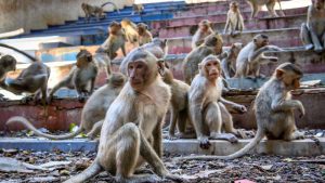 ¡Insólito! Japón reporta más de 40 heridos por ataque de monos salvajes