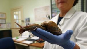 ¿Por qué es tan peligrosa la plaga de caracol africano gigante que aterroriza Florida?