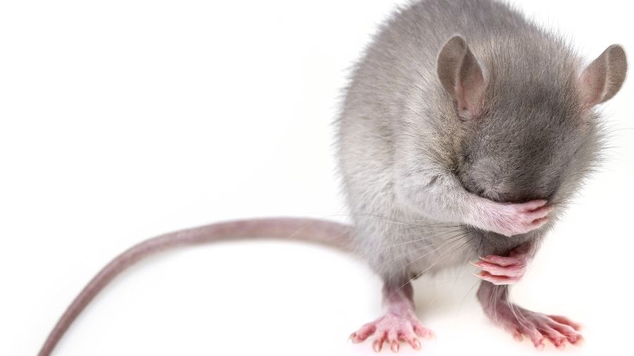 La planta que hace ahuyentar las ratas y los ratones naturalmente