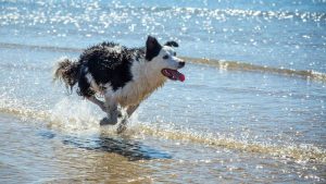 El día del año en que más mascotas se pierden en Estados Unidos