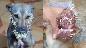 ¡Pobres peludos! Perros quedaron llenos de espinas por comer a puercoespín