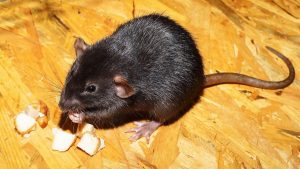 8 remedios NO dañinos para ahuyentar a las ratas de casa