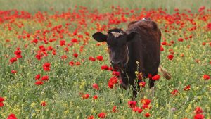 VIDEO: Vacas de Florida detienen el tráfico tras incendio de camión