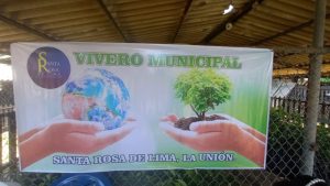 Alcaldía regala arbolitos para cumplir orden de juzgado ambiental