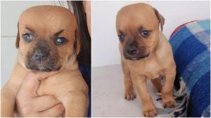 "Chupete", el perro que nació con hidrocefalia y nadie quiere adoptar
