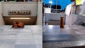 Perrita de México se hace viral por esperar a su dueño todos los días en el metro