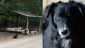 "Va a cuidar la cruz casi todos los días". Perrito visita el lugar donde murió atropellada su dueña en Usulután
