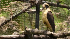 El Salvador sigue en búsqueda de destino para animales del Zoológico