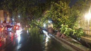 Fuerte lluvia causa árboles caídos y cortes de energía eléctrica en San Salvador