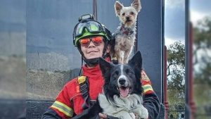 Hombre en México es condenado a 10 años de prisión por matar a dos perros rescatistas