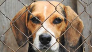 Rescatan a 4,000 perritos beagle que iban a ser usados en experimentos en EE.UU.