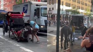 VIDEO: Caballo en Nueva York se desploma en medio de la calle por golpe de calor