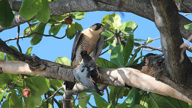 Halcón peregrino con una paloma como presa sobre un almendro en Acajutla, Sonsonate, fotografiado por el biólogo Néstor Herrera. Foto EDH / Cortesía Néstor Herrera