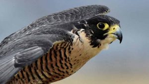 ¿Sabías que en El Salvador vive el animal más veloz del mundo? Este es el halcón peregrino