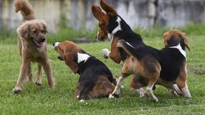 Una extraña enfermedad está matando perros en Estados Unidos