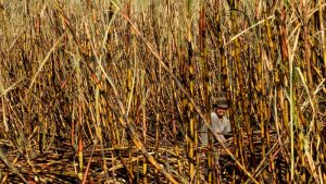 Zafra corte cana azucar cosecha exportacion el salvador