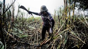 zafra caña azucar exportacion el salvador