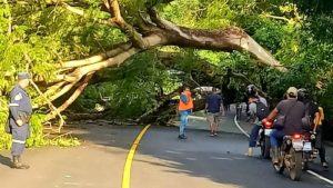 Habilitan vía en San Francisco Menéndez tras estar obstaculizada por caída de árbol