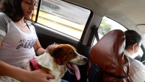 Conoce a "Taxis para Mascotas", el emprendimiento para el traslado de tus peludos