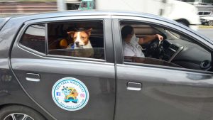 Un servicio de taxi solo para mascotas