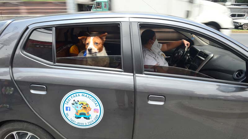 Solicitante anunciar clima Un servicio de taxi solo para mascotas - Noticias de El Salvador