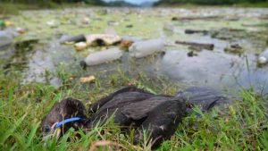 Dramáticas imágenes del lago Suchitlán por basura