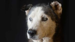 Fiscalía reporta 15 detenciones por maltrato animal hasta agosto