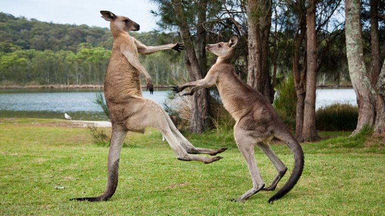 Canguro mascota mata a su dueño en Australia