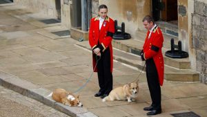 Fieles hasta el final: Los corgis de la reina Isabel II también despidieron a su dueña