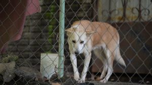 muneca perrita abandonada villa tzuchi san juan opico la libertad regimen excepcion