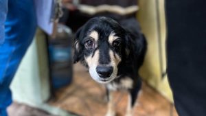 Hombre seguirá en prisión por atacar a machetazos a un perro en Soyapango