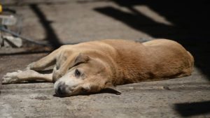 Juzgado en Soyapango prohíbe que hombre saque a su perro por seis meses porque mordió a vecina