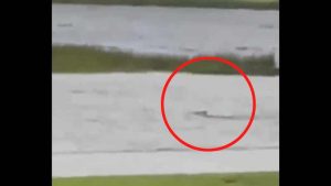 Se viraliza video de tiburón nadando en calle inundada de Florida tras paso de huracán Ian