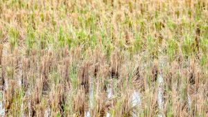 Agricultura sigue estancada pese a los cambios de funcionarios en el MAG