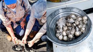 Decomiso de huevos de tortuga marina en playas de La Libertad