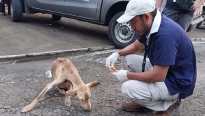 Rescatan a perro con deshidratación severa y lesiones en San Francisco Menéndez