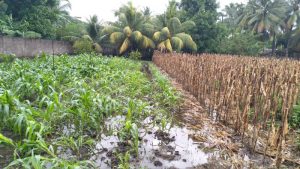 Tormenta Julia dañó cultivos en Oriente y zona de Zapotitán