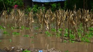 Tormenta tropical Pilar amenaza los cultivos en El Salvador